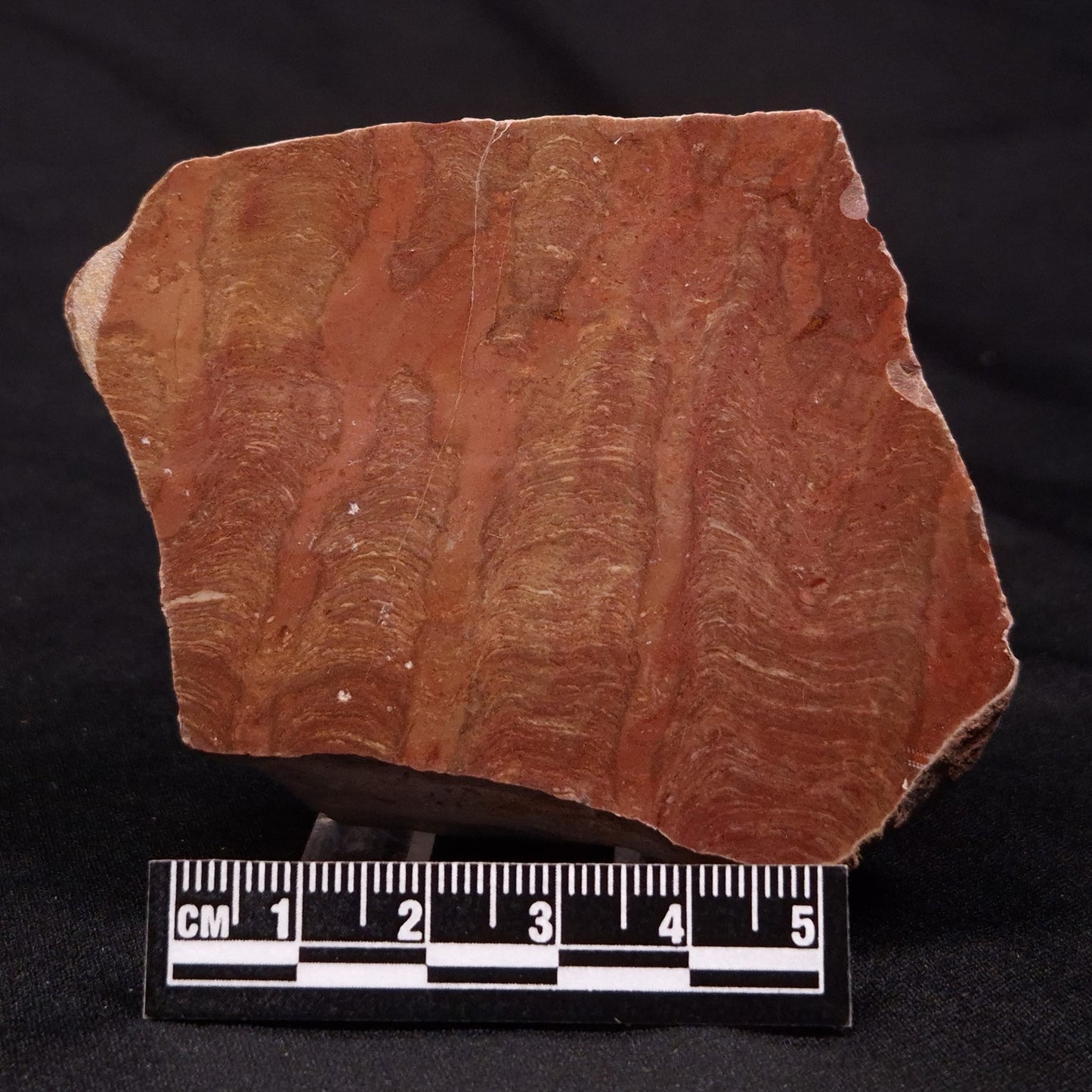 INZERIA INTIA STROMATOLITE, Proterozoic, Australia ZII007
