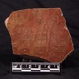 INZERIA INTIA STROMATOLITE, Proterozoic, Australia ZII007