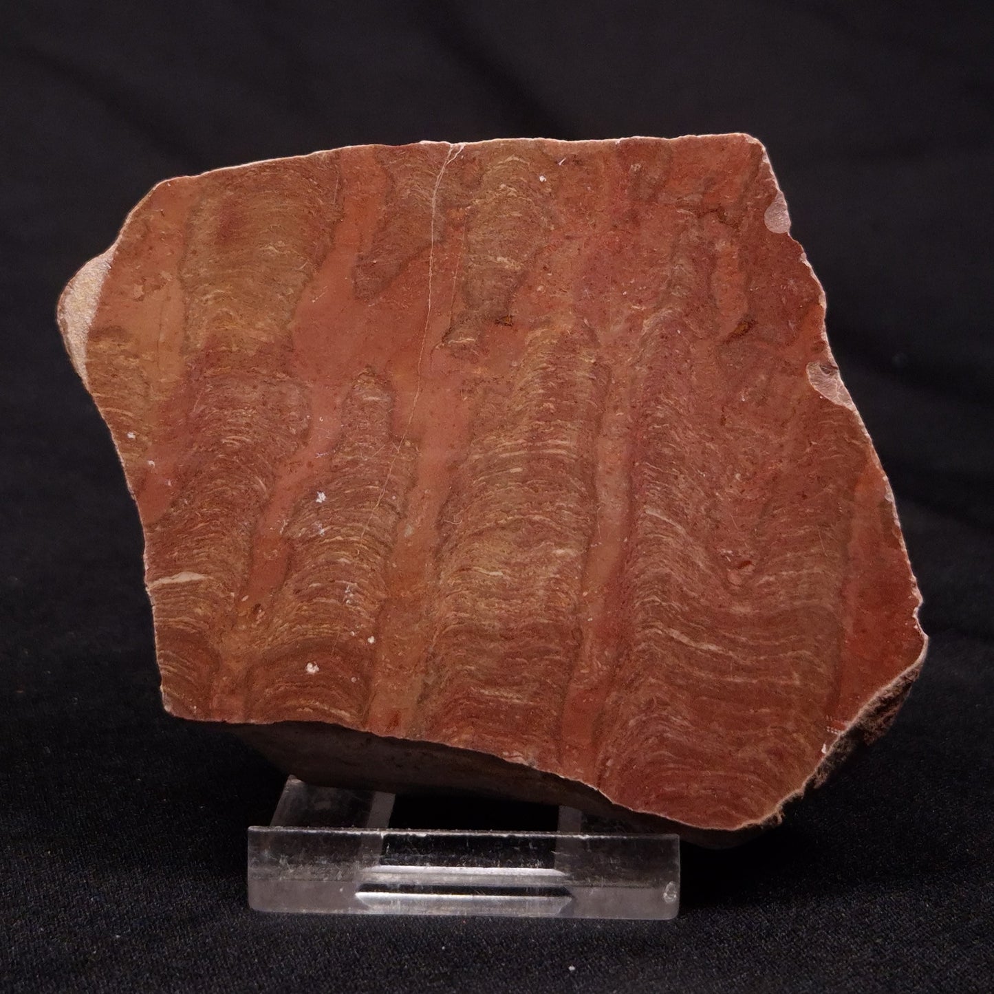INZERIA INTIA STROMATOLITE, Proterozoic, Australia ZII007