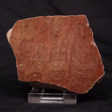 INZERIA INTIA STROMATOLITE, Proterozoic, Australia ZII007