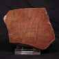 INZERIA INTIA STROMATOLITE, Proterozoic, Australia ZII007
