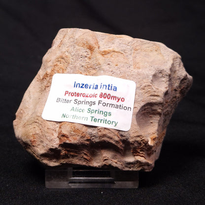 INZERIA INTIA STROMATOLITE, Proterozoic, Australia ZII007