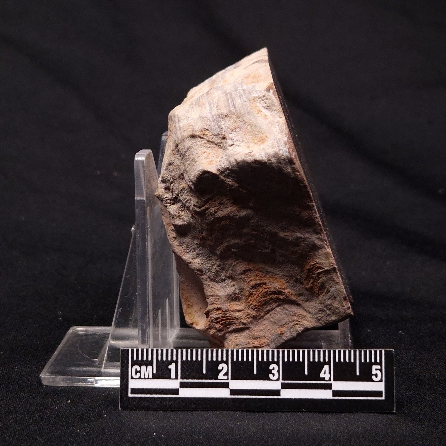 INZERIA INTIA STROMATOLITE, Proterozoic, Australia ZII007