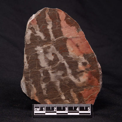 INZERIA INTIA STROMATOLITE, Proterozoic, Australia ZII008