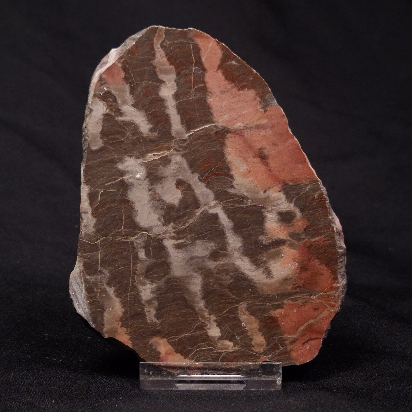 INZERIA INTIA STROMATOLITE, Proterozoic, Australia ZII008