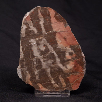INZERIA INTIA STROMATOLITE, Proterozoic, Australia ZII008