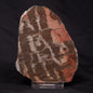 INZERIA INTIA STROMATOLITE, Proterozoic, Australia ZII008