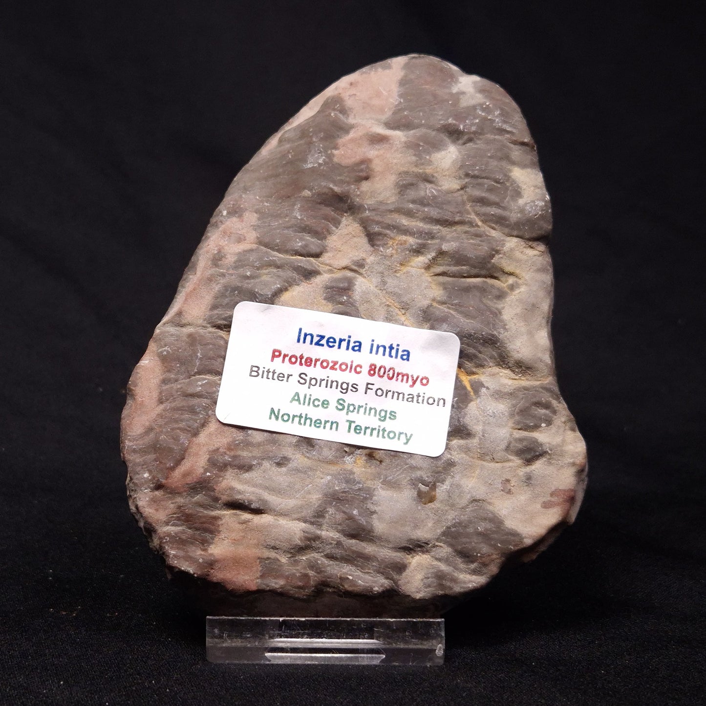 INZERIA INTIA STROMATOLITE, Proterozoic, Australia ZII008