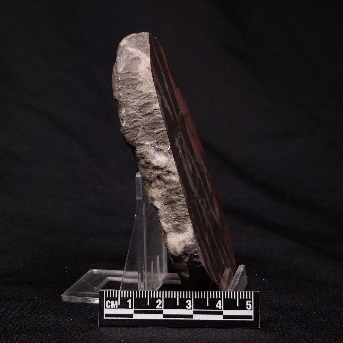INZERIA INTIA STROMATOLITE, Proterozoic, Australia ZII008