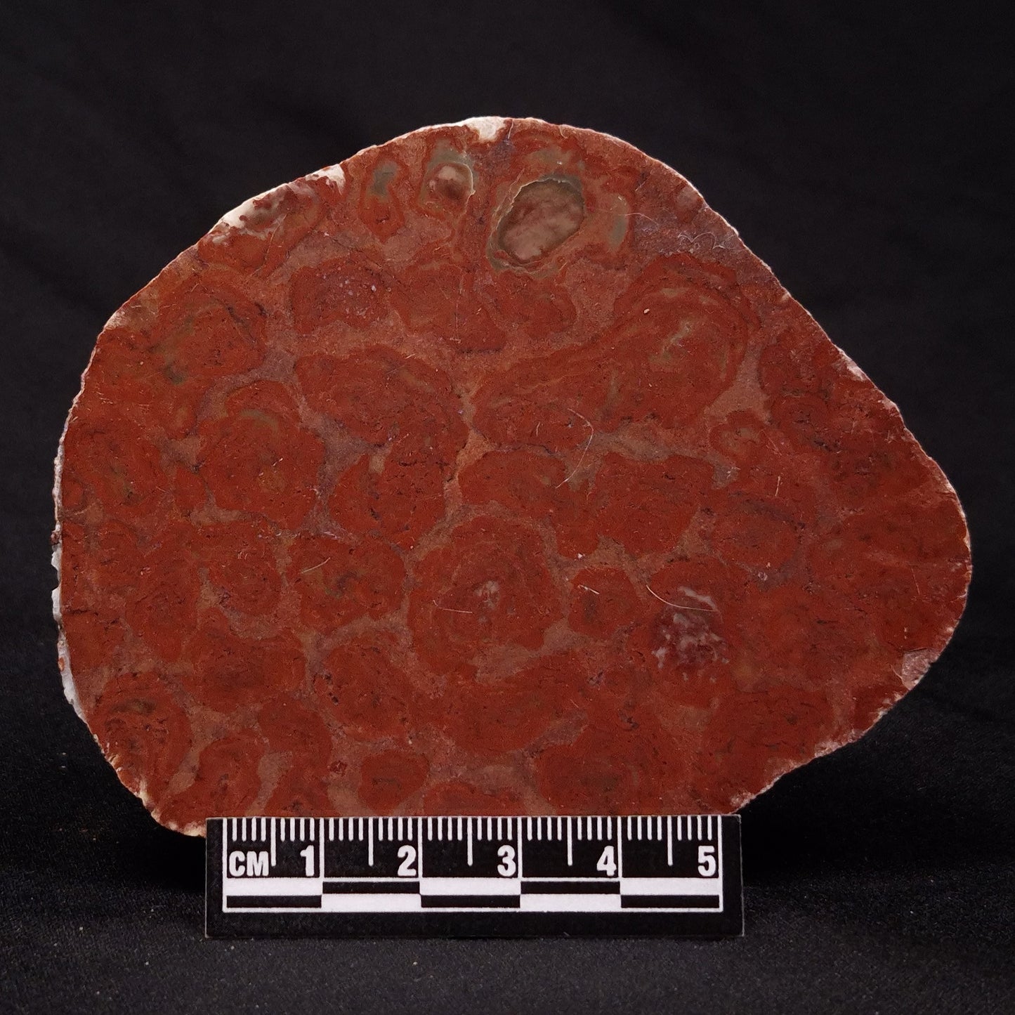 INZERIA INTIA STROMATOLITE, Proterozoic, Australia ZII009
