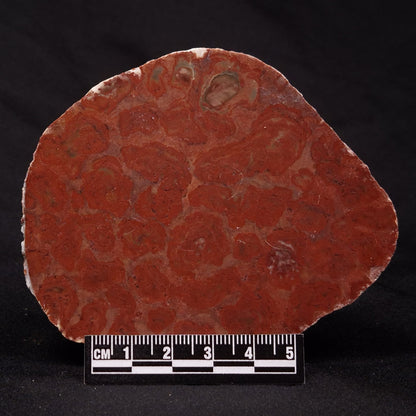 INZERIA INTIA STROMATOLITE, Proterozoic, Australia ZII009