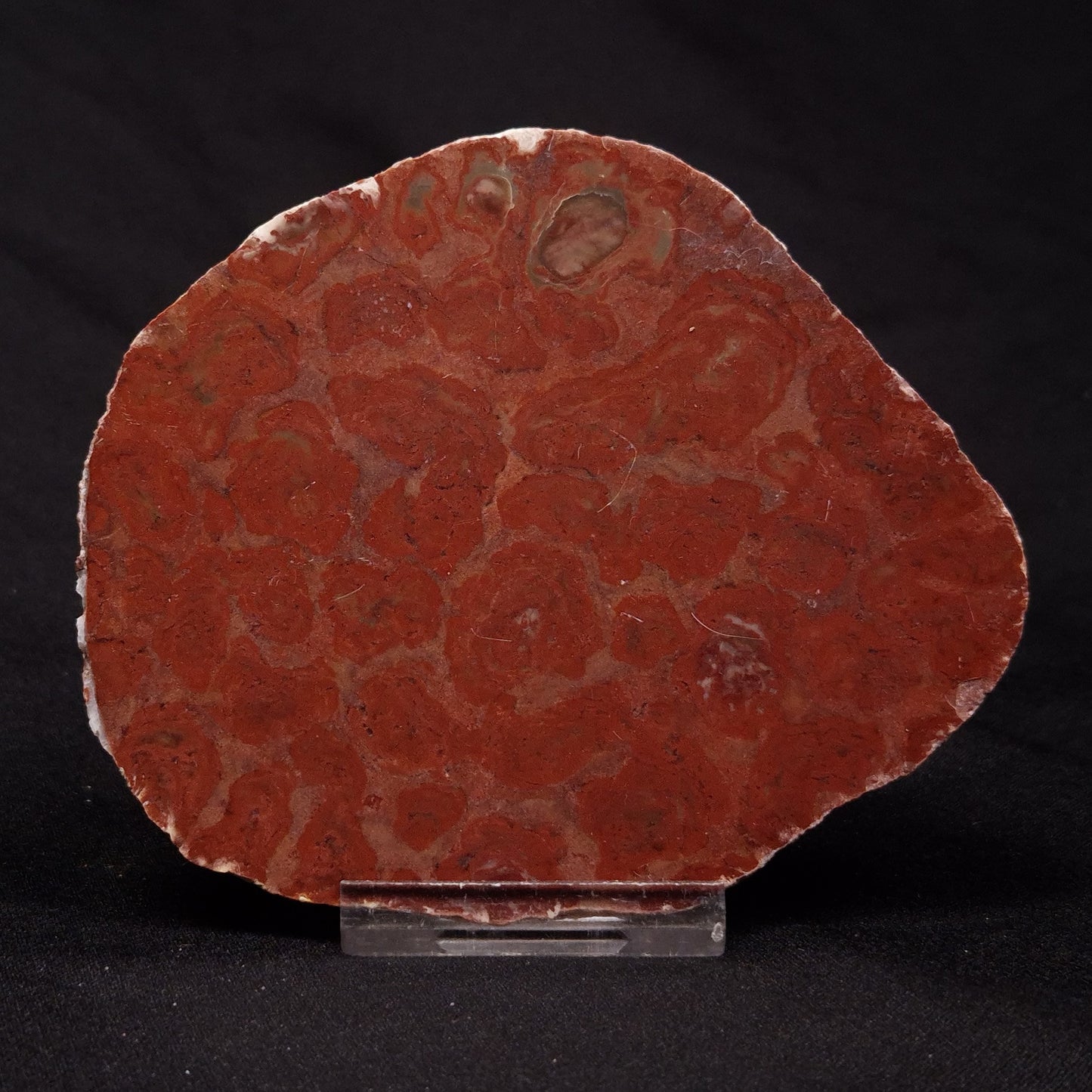 INZERIA INTIA STROMATOLITE, Proterozoic, Australia ZII009
