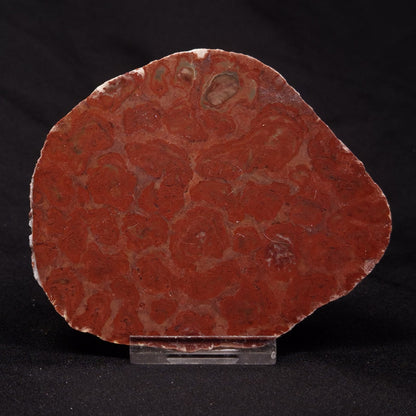 INZERIA INTIA STROMATOLITE, Proterozoic, Australia ZII009