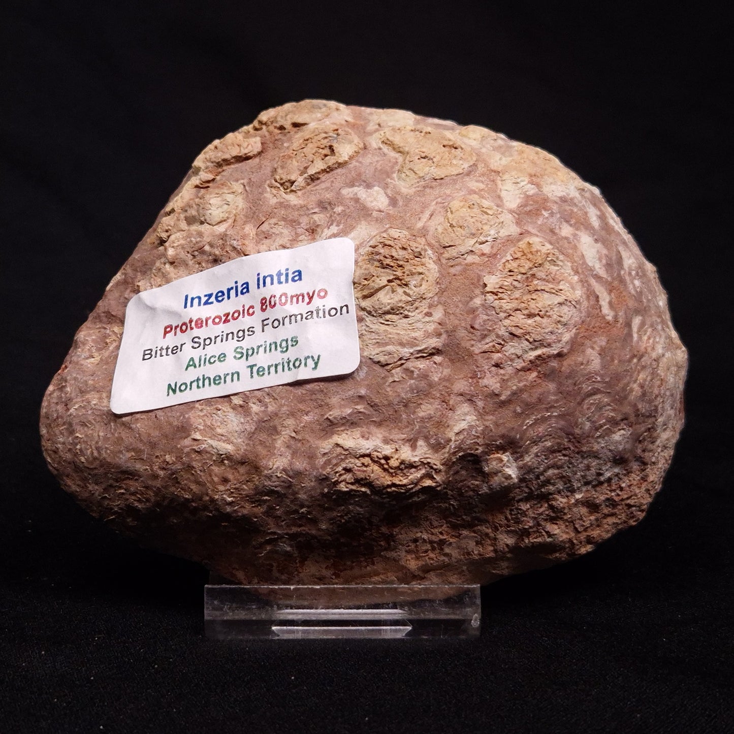 INZERIA INTIA STROMATOLITE, Proterozoic, Australia ZII009