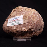 INZERIA INTIA STROMATOLITE, Proterozoic, Australia ZII009
