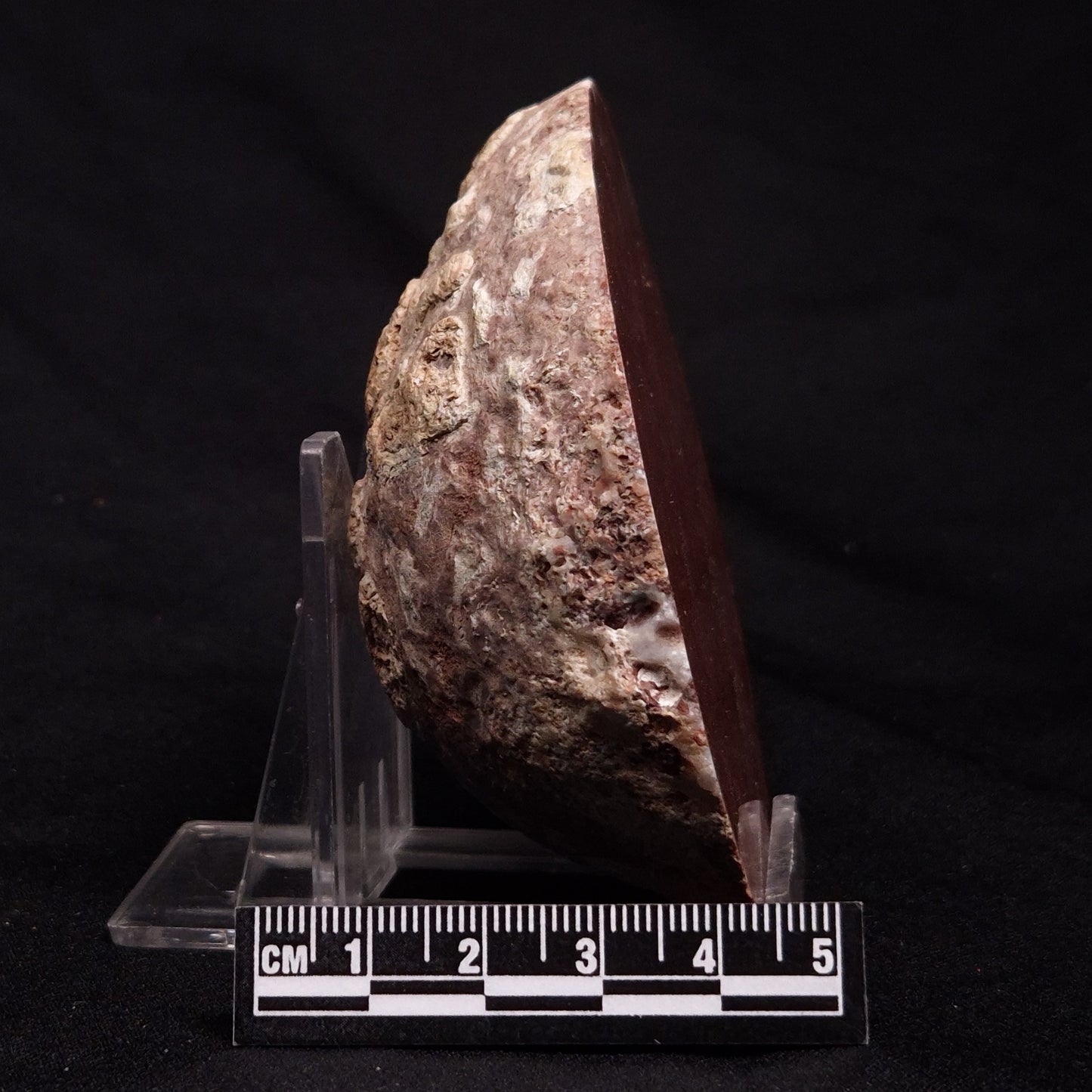 INZERIA INTIA STROMATOLITE, Proterozoic, Australia ZII009