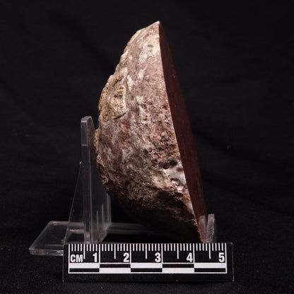 INZERIA INTIA STROMATOLITE, Proterozoic, Australia ZII009