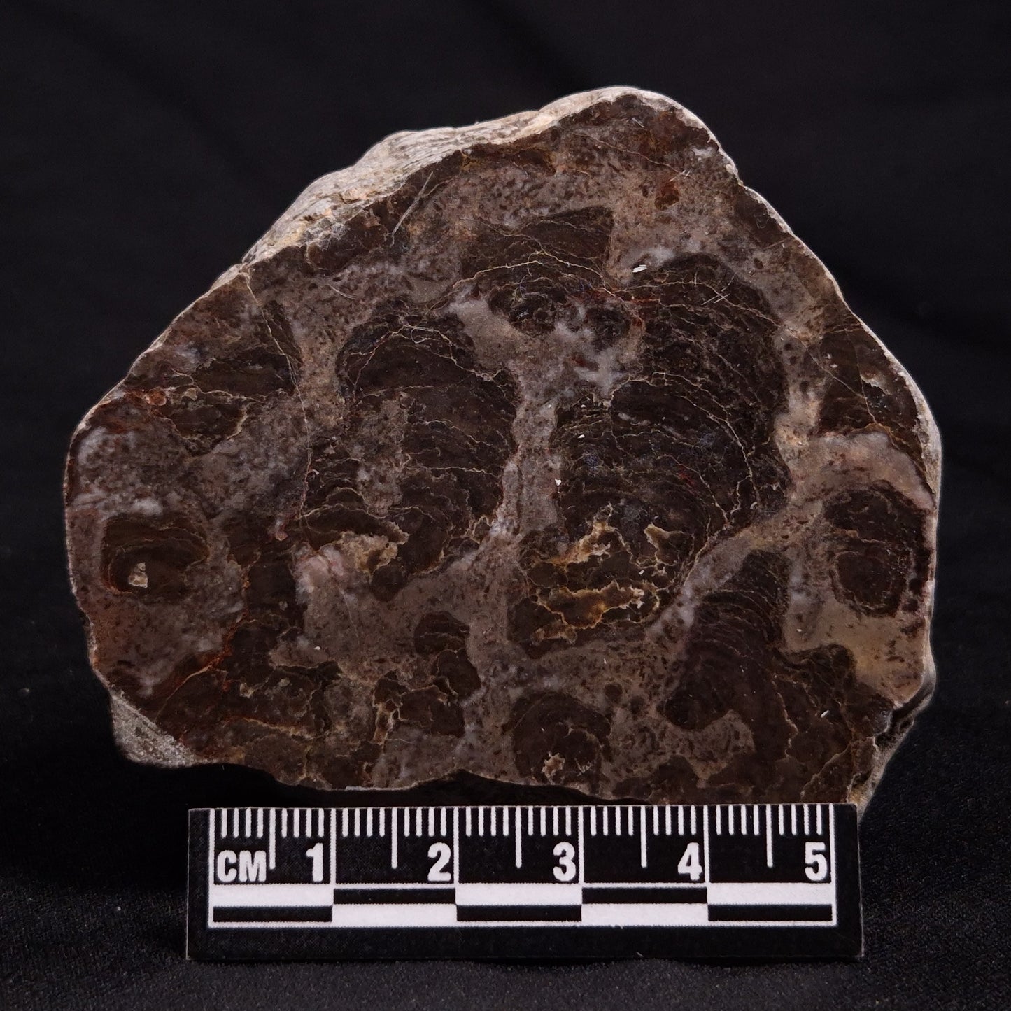 INZERIA INTIA STROMATOLITE, Proterozoic, Australia ZII010