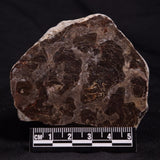 INZERIA INTIA STROMATOLITE, Proterozoic, Australia ZII010