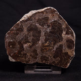 INZERIA INTIA STROMATOLITE, Proterozoic, Australia ZII010