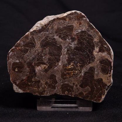 INZERIA INTIA STROMATOLITE, Proterozoic, Australia ZII010