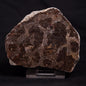 INZERIA INTIA STROMATOLITE, Proterozoic, Australia ZII010