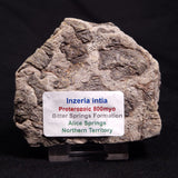 INZERIA INTIA STROMATOLITE, Proterozoic, Australia ZII010