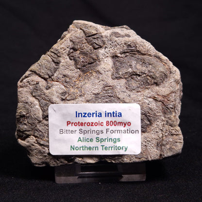 INZERIA INTIA STROMATOLITE, Proterozoic, Australia ZII010