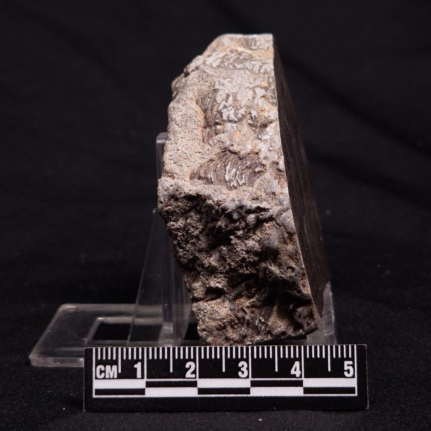 INZERIA INTIA STROMATOLITE, Proterozoic, Australia ZII010