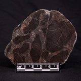 INZERIA INTIA STROMATOLITE, Proterozoic, Australia ZII011