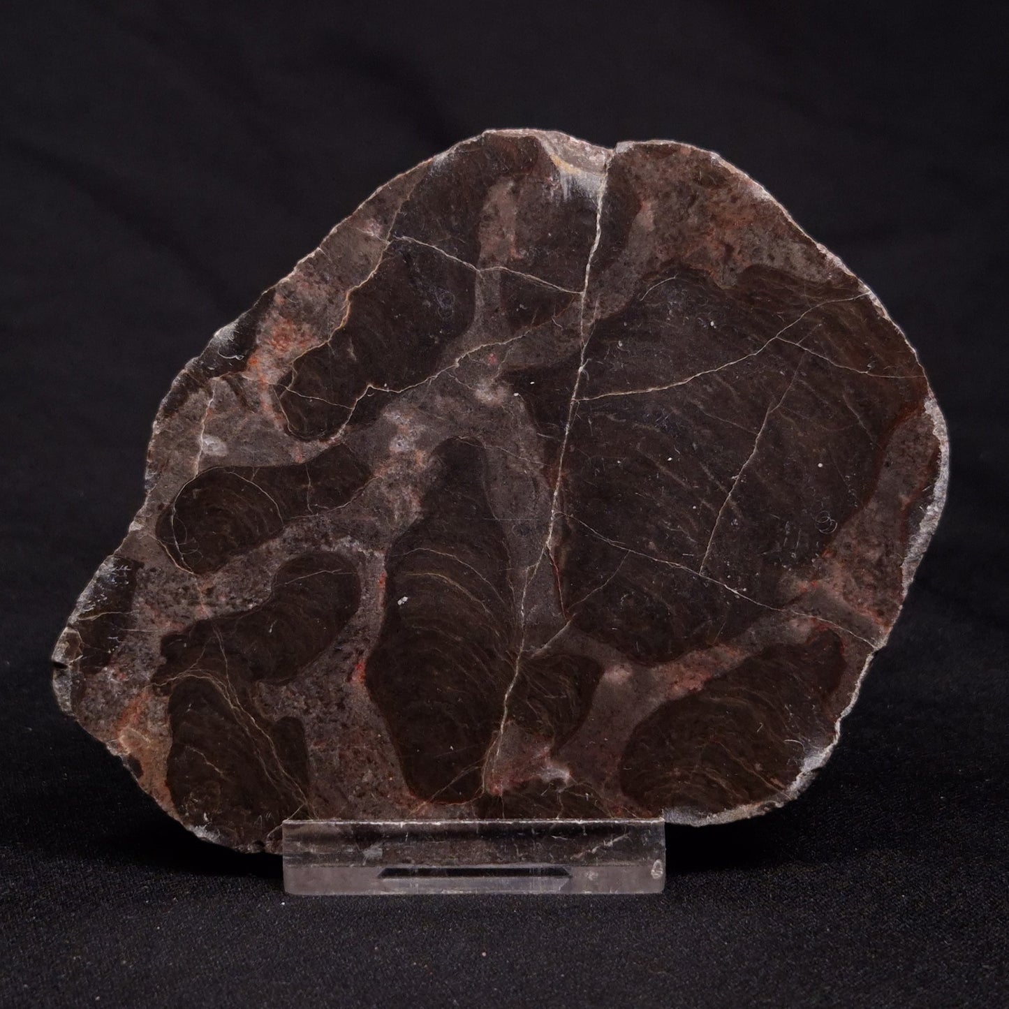 INZERIA INTIA STROMATOLITE, Proterozoic, Australia ZII011