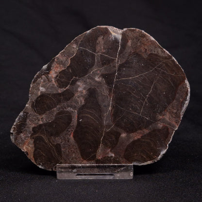 INZERIA INTIA STROMATOLITE, Proterozoic, Australia ZII011