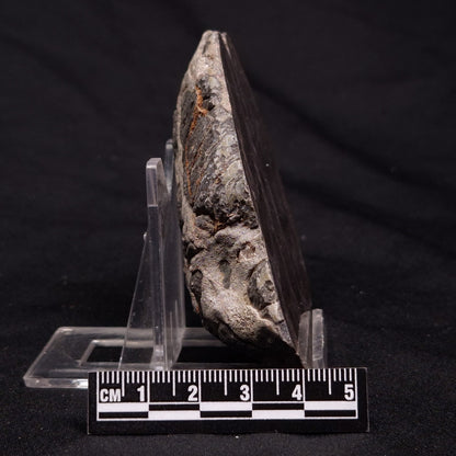 INZERIA INTIA STROMATOLITE, Proterozoic, Australia ZII011