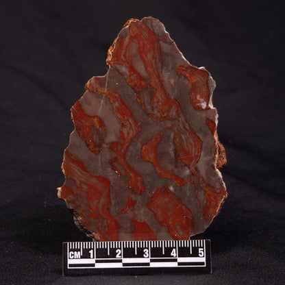 INZERIA INTIA STROMATOLITE, Proterozoic, Australia ZII012