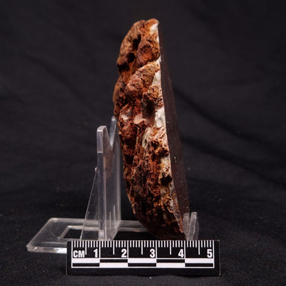 INZERIA INTIA STROMATOLITE, Proterozoic, Australia ZII012