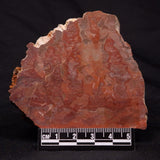INZERIA INTIA STROMATOLITE, Proterozoic, Australia ZII013