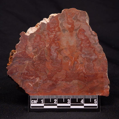INZERIA INTIA STROMATOLITE, Proterozoic, Australia ZII013