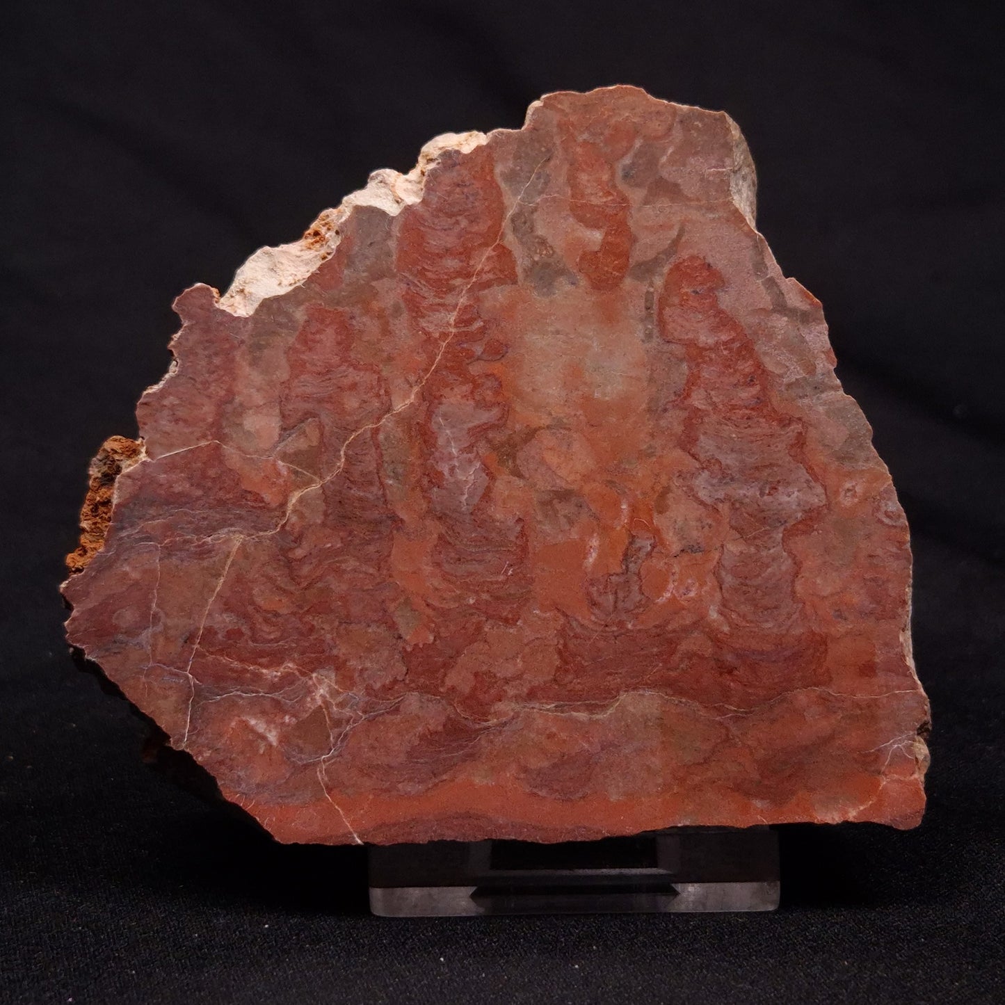 INZERIA INTIA STROMATOLITE, Proterozoic, Australia ZII013