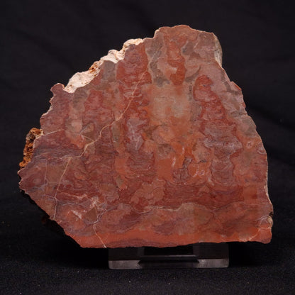 INZERIA INTIA STROMATOLITE, Proterozoic, Australia ZII013