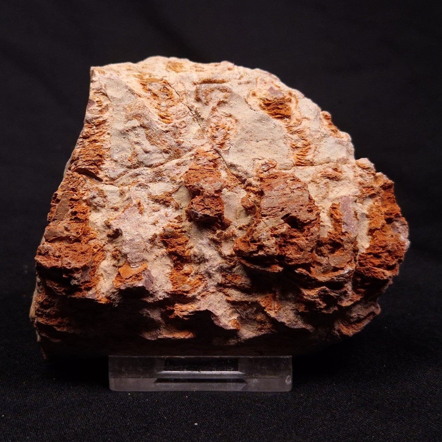 INZERIA INTIA STROMATOLITE, Proterozoic, Australia ZII013