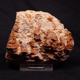 INZERIA INTIA STROMATOLITE, Proterozoic, Australia ZII013