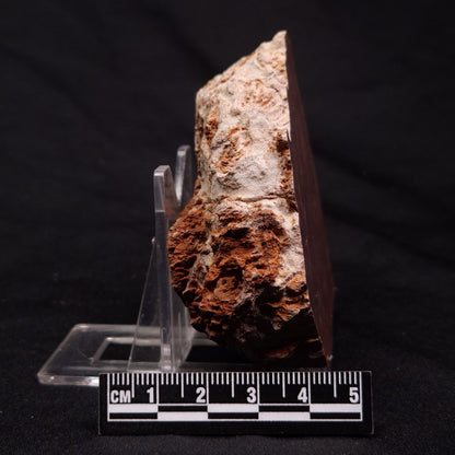 INZERIA INTIA STROMATOLITE, Proterozoic, Australia ZII013