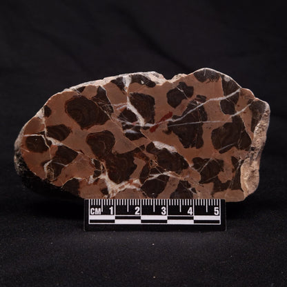INZERIA INTIA STROMATOLITE, Proterozoic, Australia ZII015