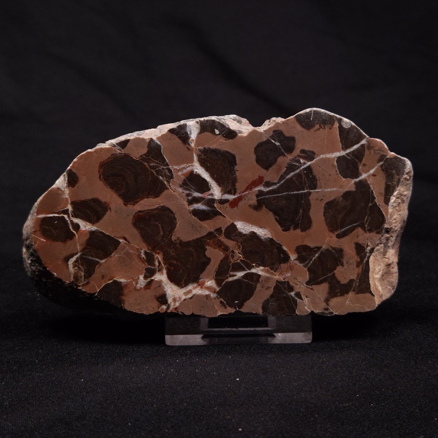INZERIA INTIA STROMATOLITE, Proterozoic, Australia ZII015