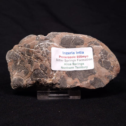 INZERIA INTIA STROMATOLITE, Proterozoic, Australia ZII015