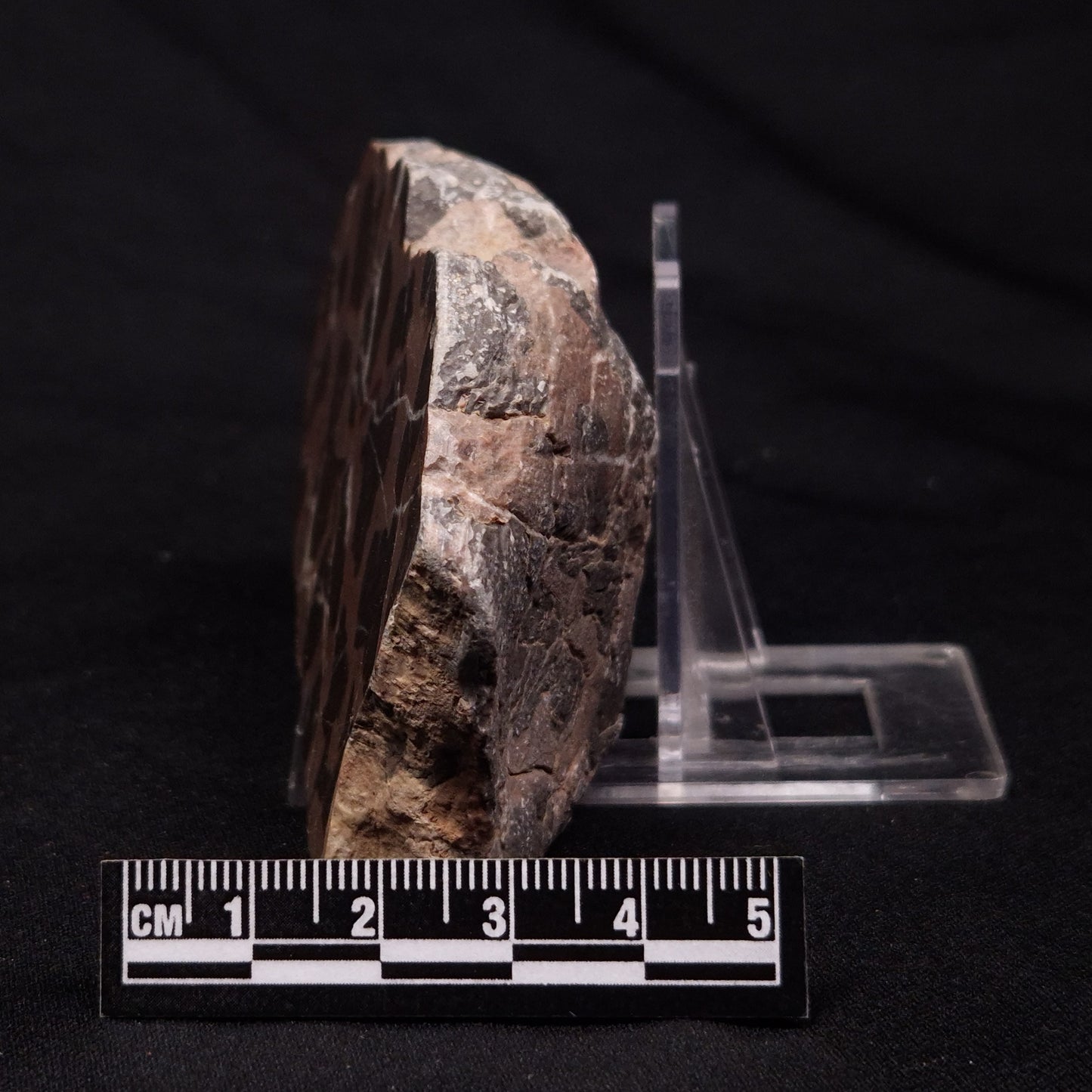 INZERIA INTIA STROMATOLITE, Proterozoic, Australia ZII015