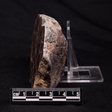 INZERIA INTIA STROMATOLITE, Proterozoic, Australia ZII015