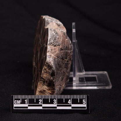 INZERIA INTIA STROMATOLITE, Proterozoic, Australia ZII015