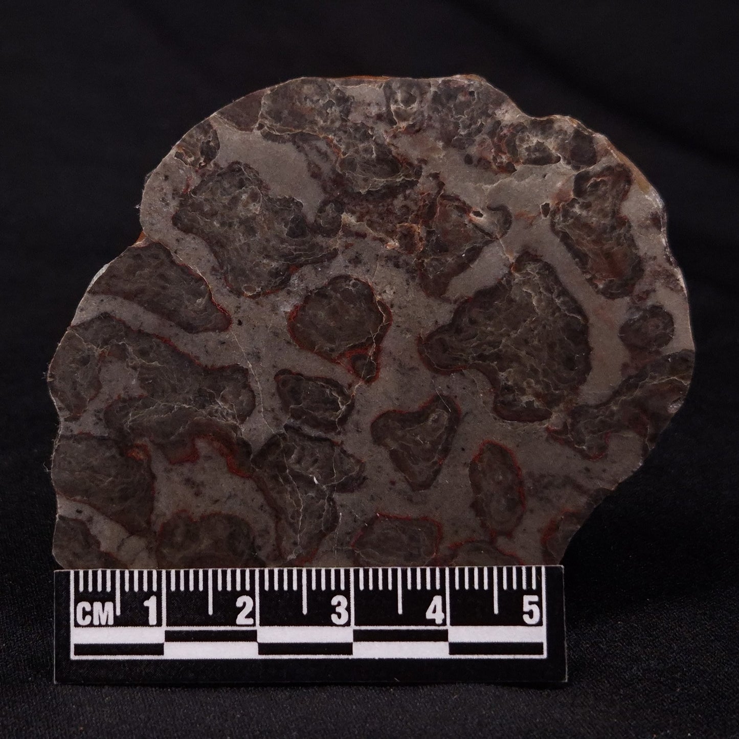 INZERIA INTIA STROMATOLITE, Proterozoic, Australia ZII016