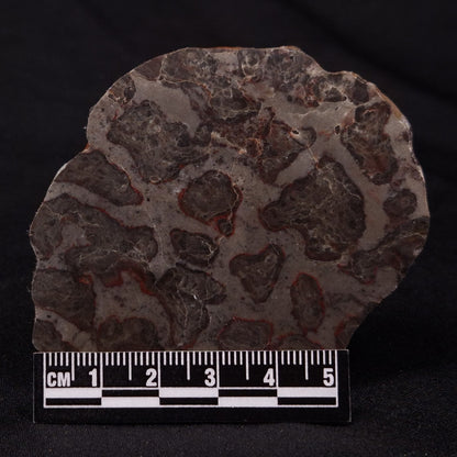INZERIA INTIA STROMATOLITE, Proterozoic, Australia ZII016